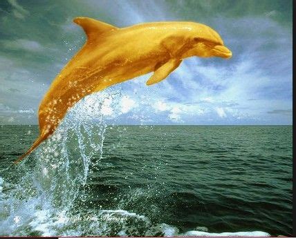 of the Golden Dolphin 2025